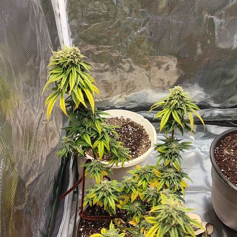 Sha' miracle growlog timeline photo