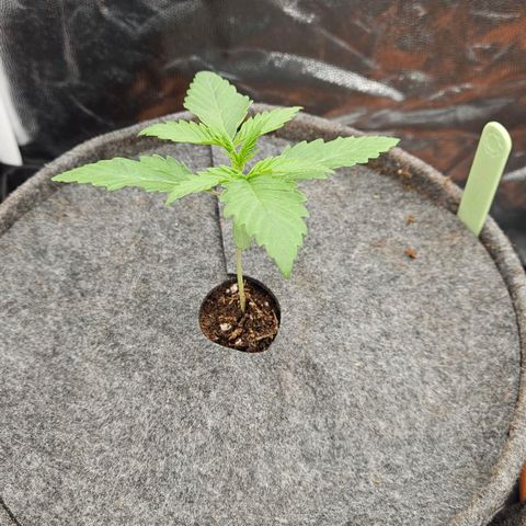 Tarin growlog photo: Umgetopft 