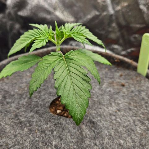 Tarin growlog timeline photo