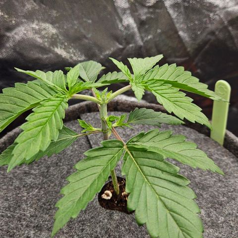 Tarin growlog photo: Topping