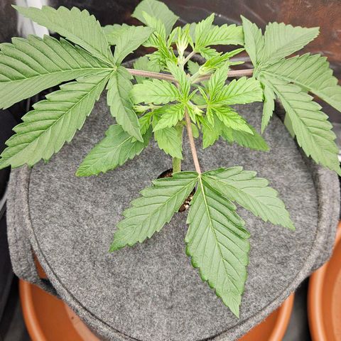 Tarin growlog timeline photo