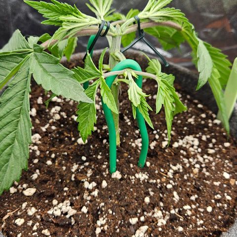 Tarin growlog photo: LST