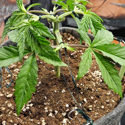 Tarin growlog timeline photo