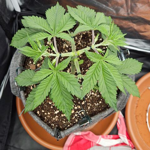 Tarin growlog timeline photo