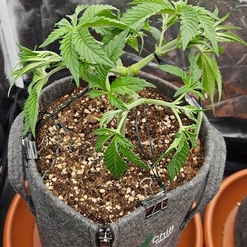Tarin growlog photo: Laub entfernt 