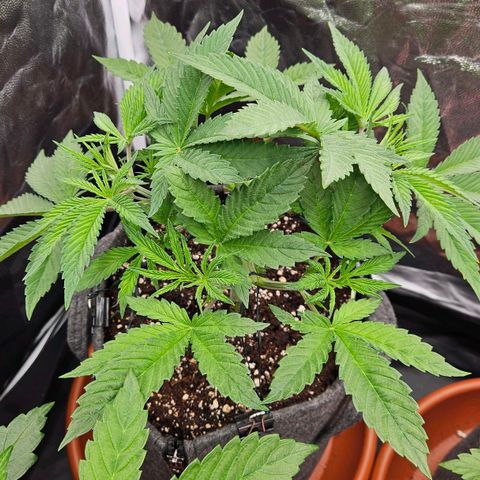 Tarin growlog timeline photo