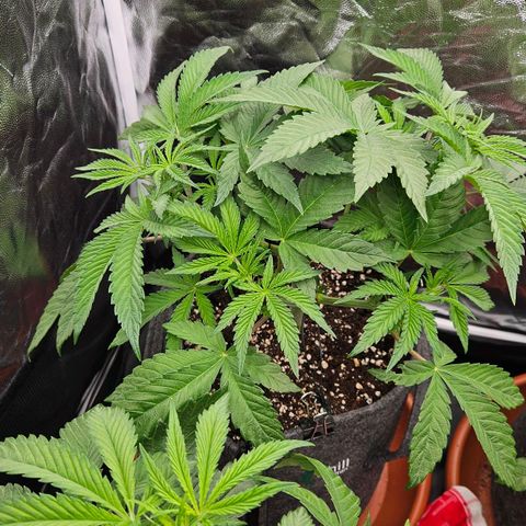 Tarin growlog timeline photo