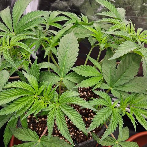 Tarin growlog photo: Verdeckendes Laub entfernt 