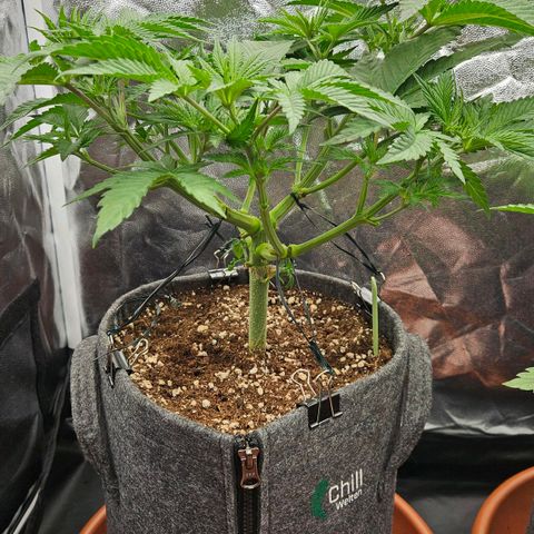 Tarin growlog photo: Untere Sonnensegel entfernt 