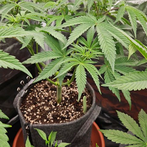 Tarin growlog photo: Untere Triebe und Blätter entfernt