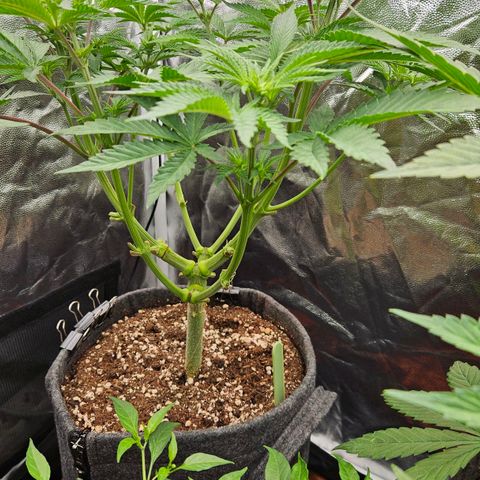 Tarin growlog timeline photo
