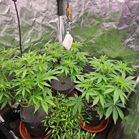 Tarin growlog timeline photo