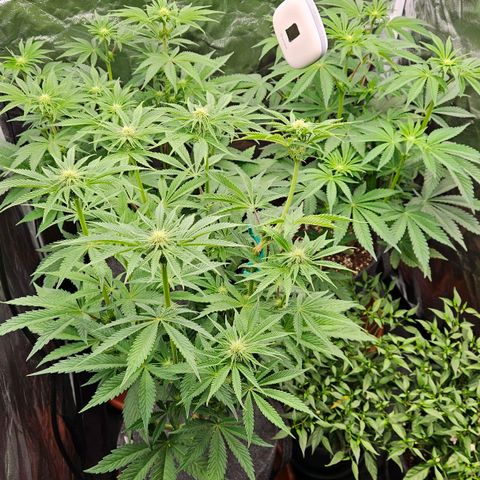 Tarin growlog timeline photo