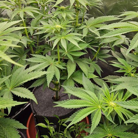 Tarin growlog timeline photo