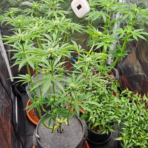 Tarin growlog photo: Entlaubung