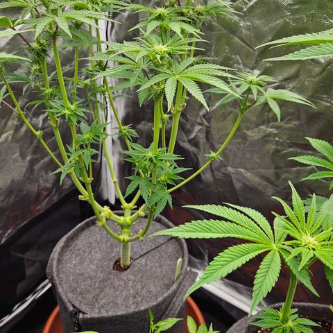 Tarin growlog photo: Entlaubung