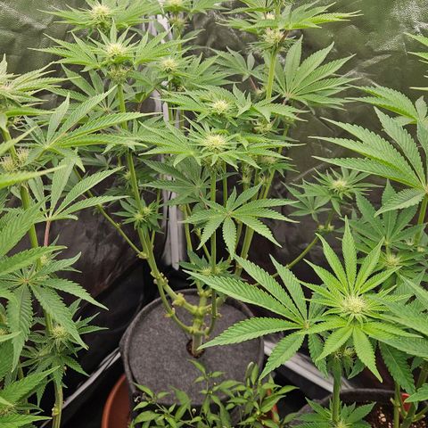 Tarin growlog timeline photo