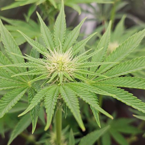 Tarin growlog timeline photo