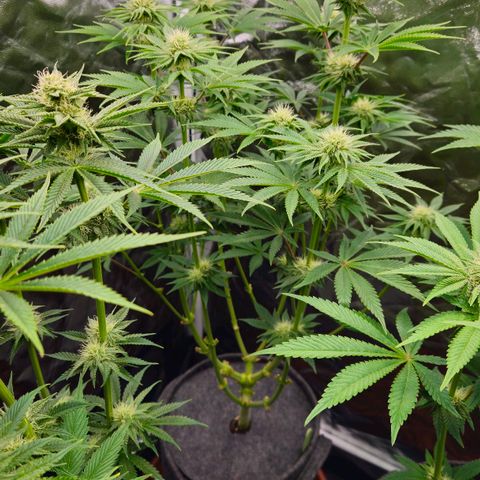Tarin growlog timeline photo