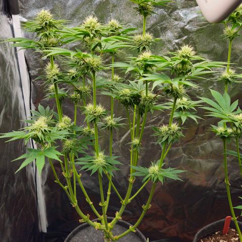 Tarin growlog photo: Sonnensegel entfernt 