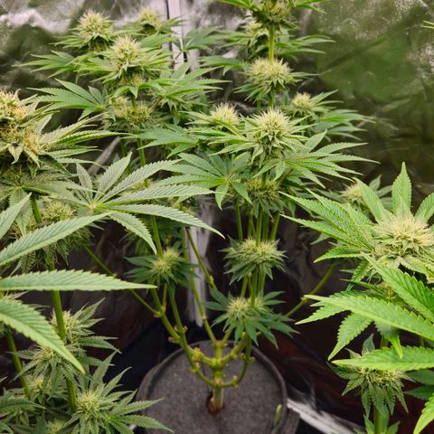 Tarin growlog timeline photo