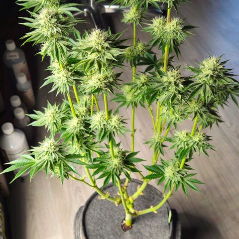 Tarin growlog timeline photo