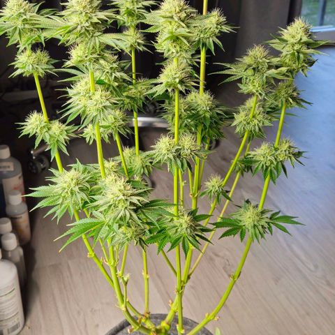Tarin growlog timeline photo