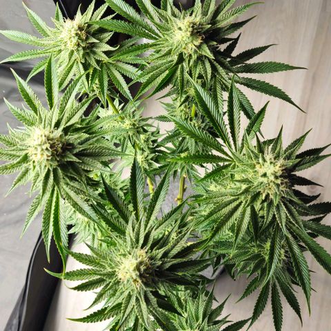 Tarin growlog timeline photo