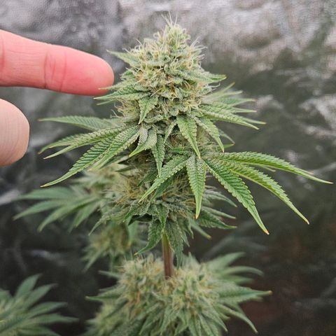 Tarin growlog timeline photo