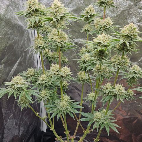 Tarin growlog timeline photo
