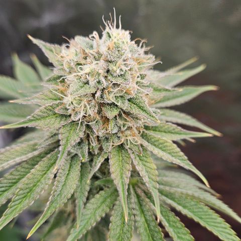 Tarin growlog timeline photo