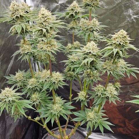 Tarin growlog timeline photo