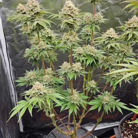 Tarin growlog timeline photo