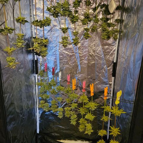 Tarin growlog timeline photo