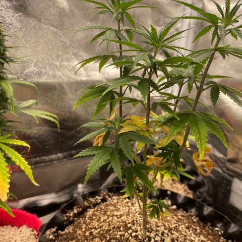 Green tiger  growlog timeline photo
