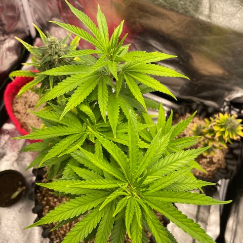 Green tiger  growlog timeline photo