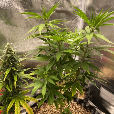 Green tiger  growlog timeline photo