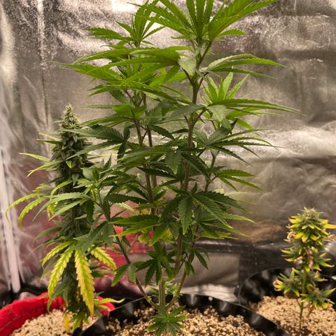 Green tiger  growlog timeline photo