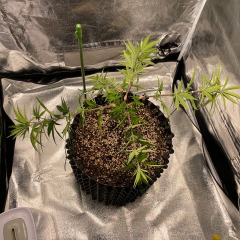 Green tiger  growlog timeline photo