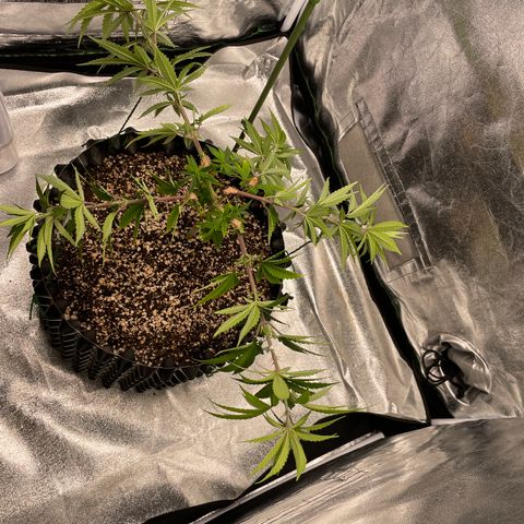 Green tiger  growlog timeline photo