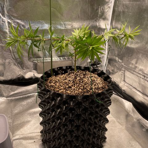 Green tiger  growlog timeline photo