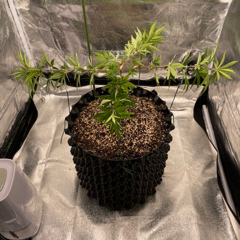 Green tiger  growlog timeline photo