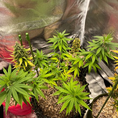 Green tiger  growlog timeline photo