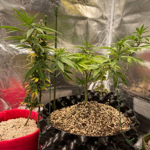 Green tiger  growlog timeline photo