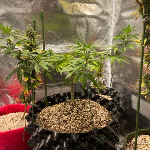 Green tiger  growlog timeline photo