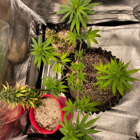 Green tiger  growlog timeline photo