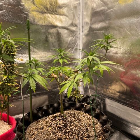 Green tiger  growlog timeline photo