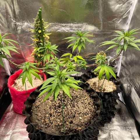 Green tiger  growlog timeline photo