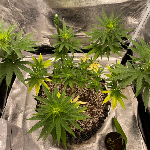Green tiger  growlog timeline photo