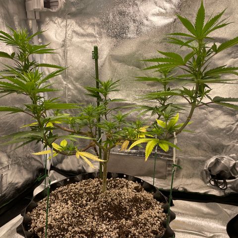 Green tiger  growlog timeline photo